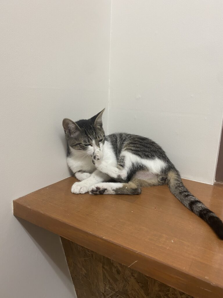 adoptions-sliderの8枚目