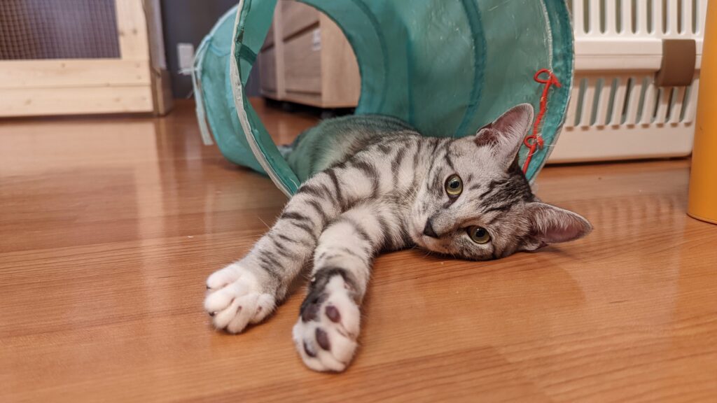 adoptions-sliderの5枚目