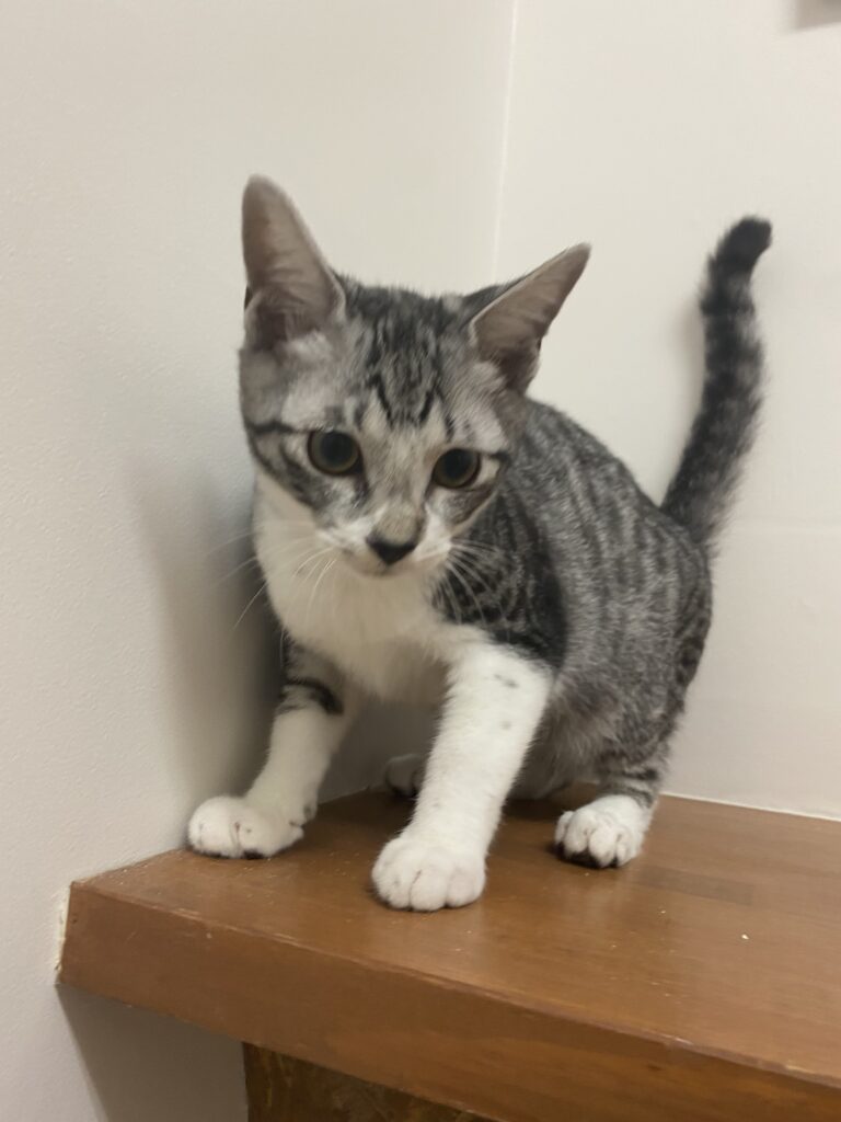 adoptions-sliderの4枚目