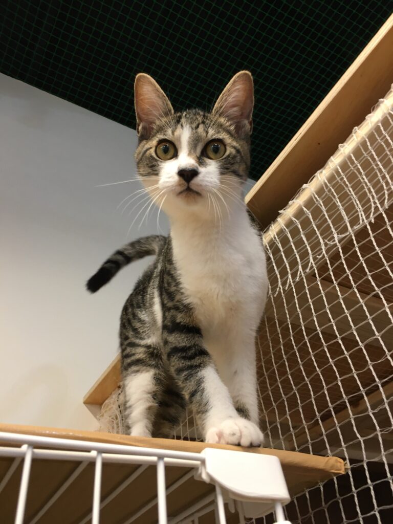 adoptions-sliderの4枚目