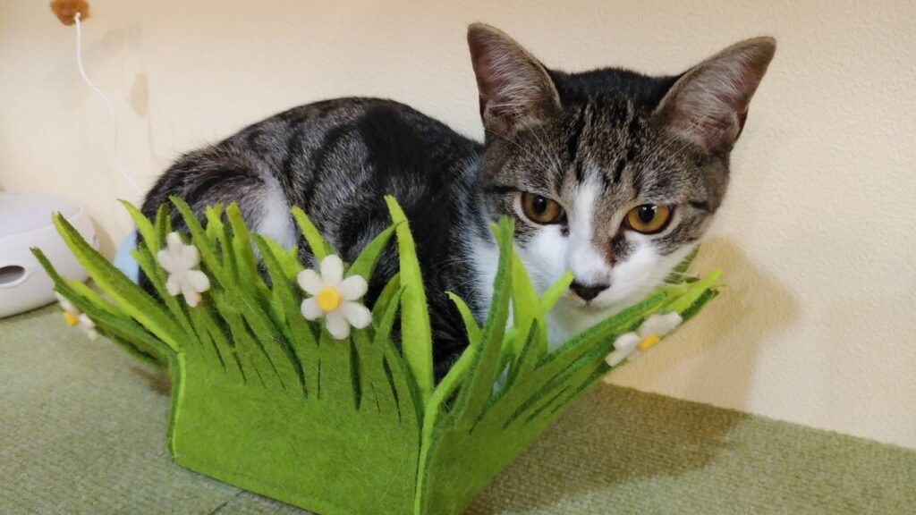 adoptions-sliderの5枚目