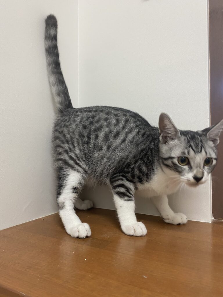 adoptions-sliderの3枚目