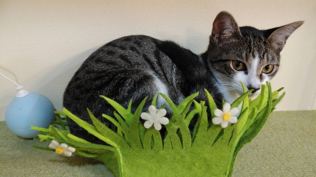 adoptions-sliderの6枚目