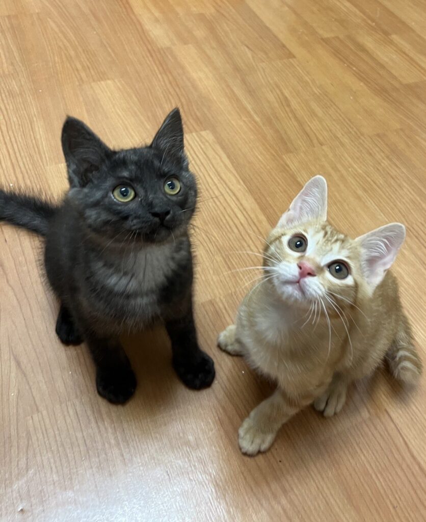 adoptions-sliderの2枚目