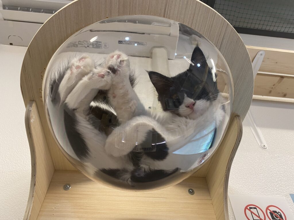 adoptions-sliderの7枚目