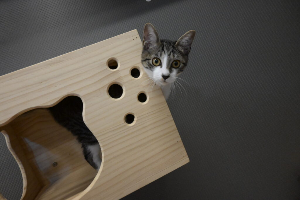 adoptions-sliderの3枚目