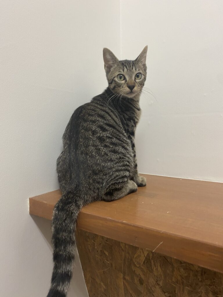 adoptions-sliderの2枚目