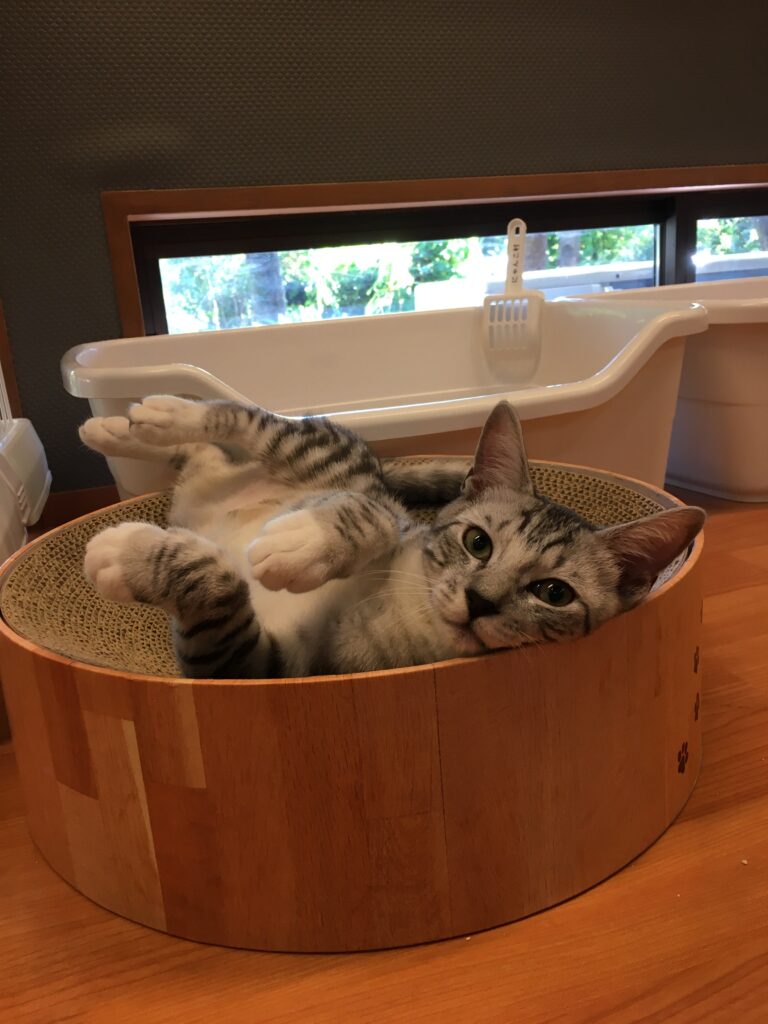 adoptions-sliderの4枚目