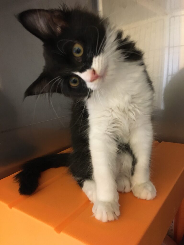 adoptions-sliderの2枚目