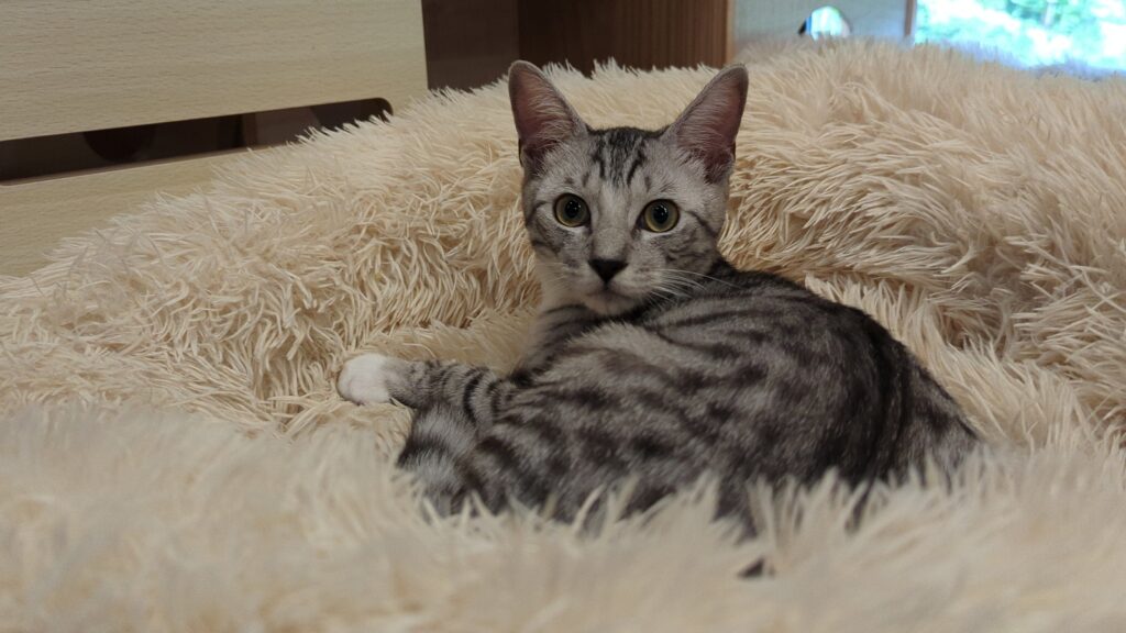 adoptions-sliderの6枚目