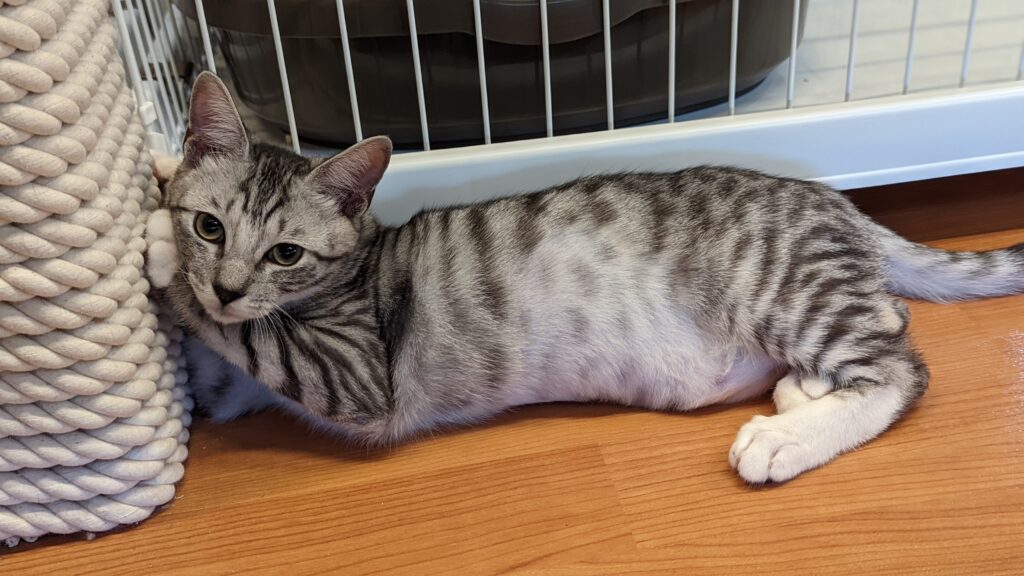 adoptions-sliderの3枚目