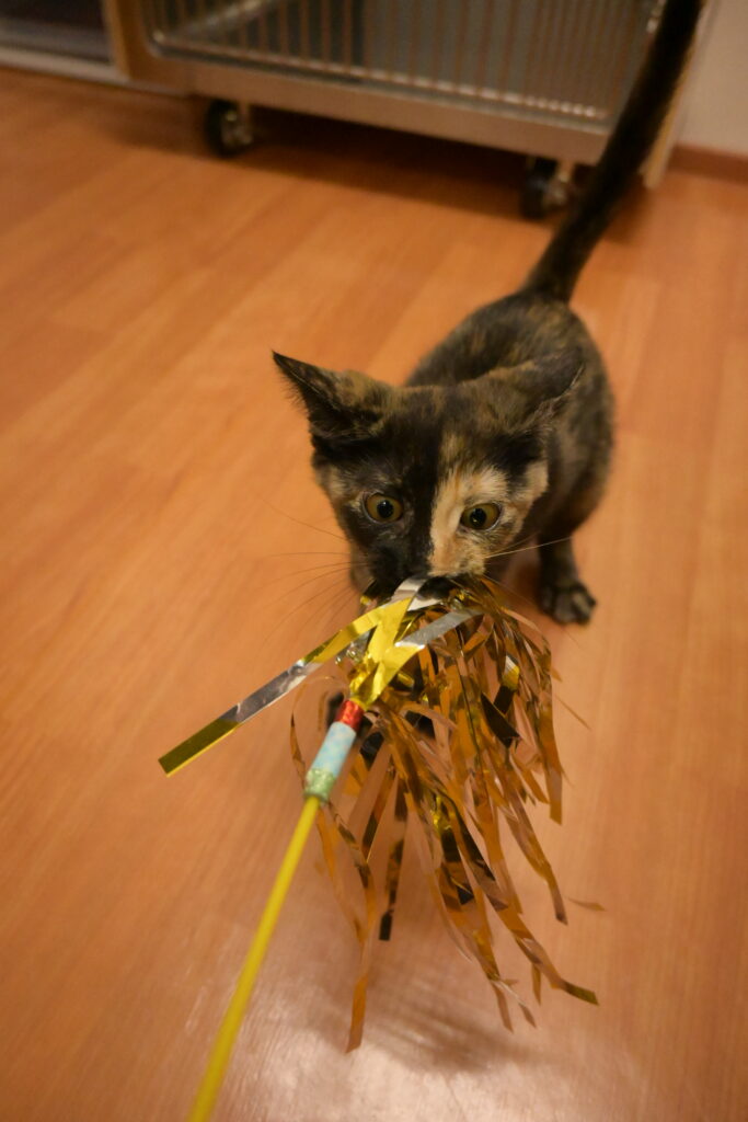 adoptions-sliderの5枚目