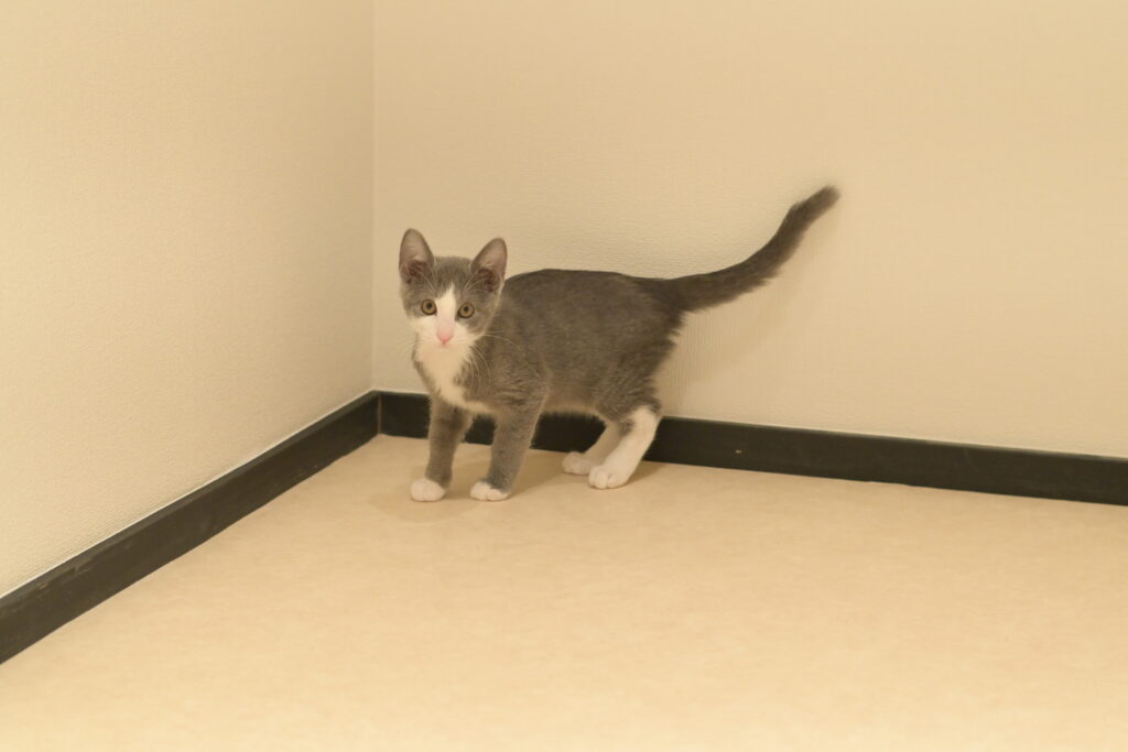 adoptions-sliderの3枚目