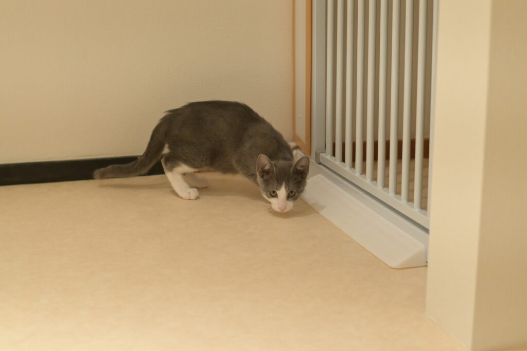 adoptions-sliderの4枚目