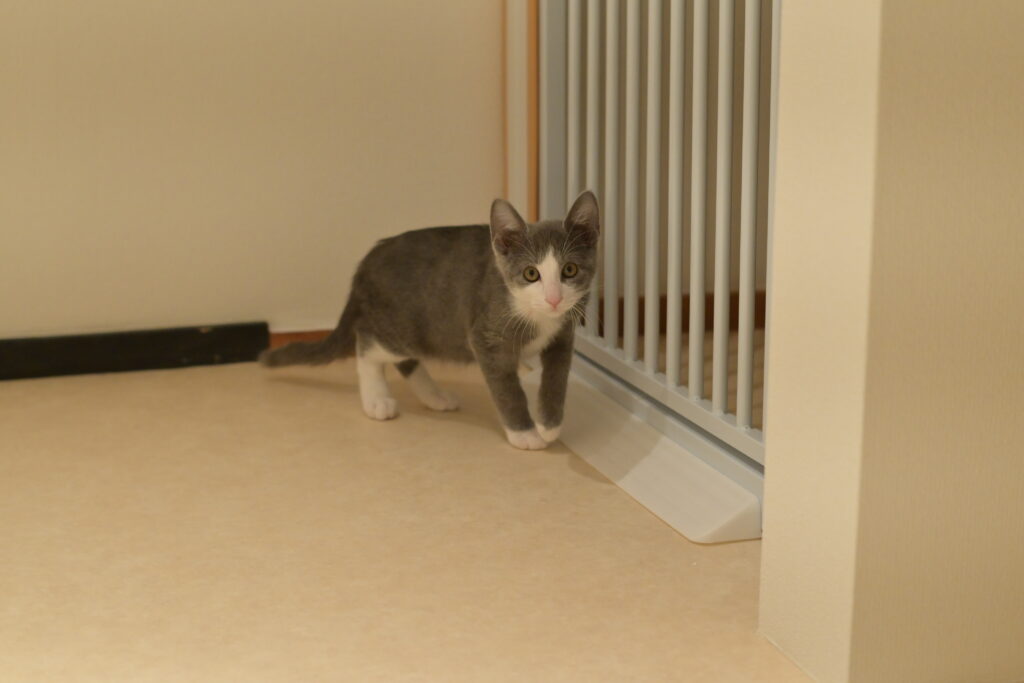 adoptions-sliderの5枚目