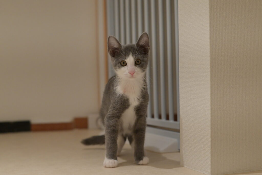 adoptions-sliderの6枚目