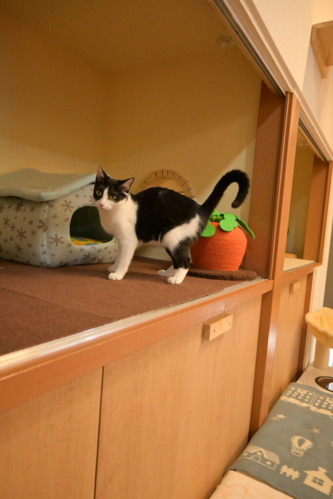 adoptions-sliderの4枚目