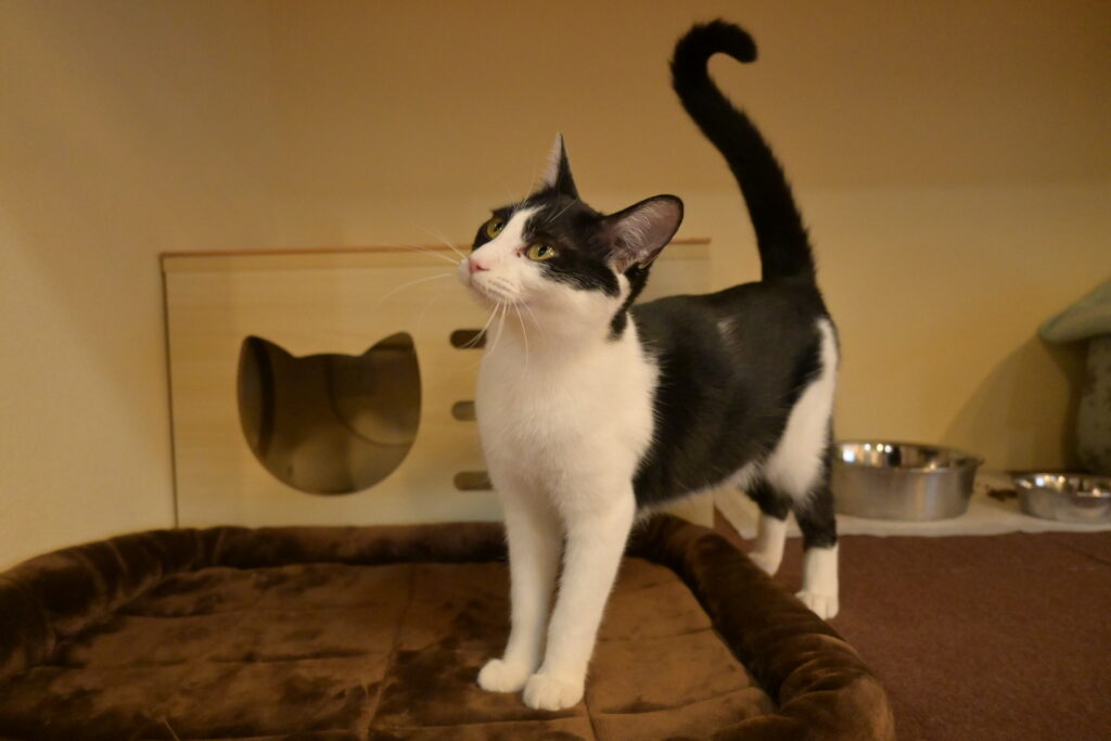 adoptions-sliderの3枚目