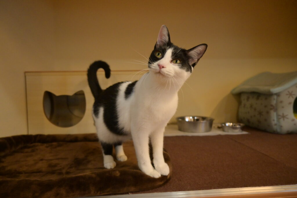 adoptions-sliderの5枚目