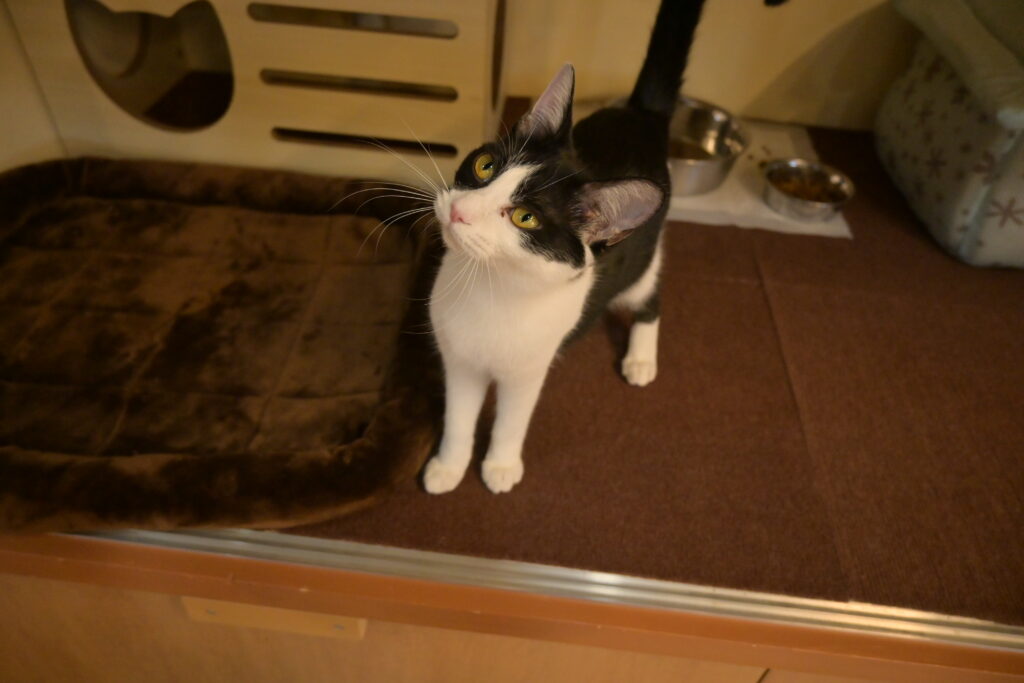 adoptions-sliderの6枚目