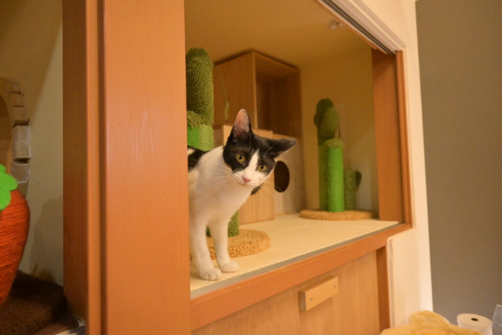 adoptions-sliderの7枚目