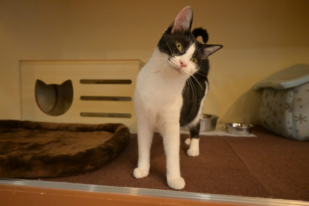 adoptions-sliderの8枚目