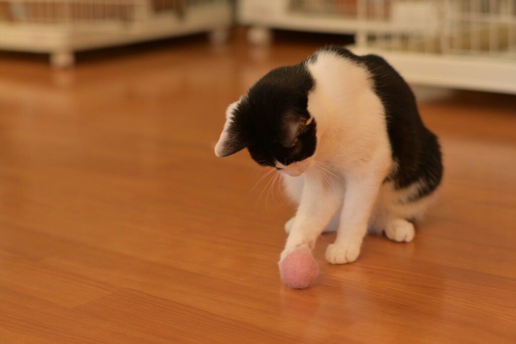 adoptions-sliderの9枚目