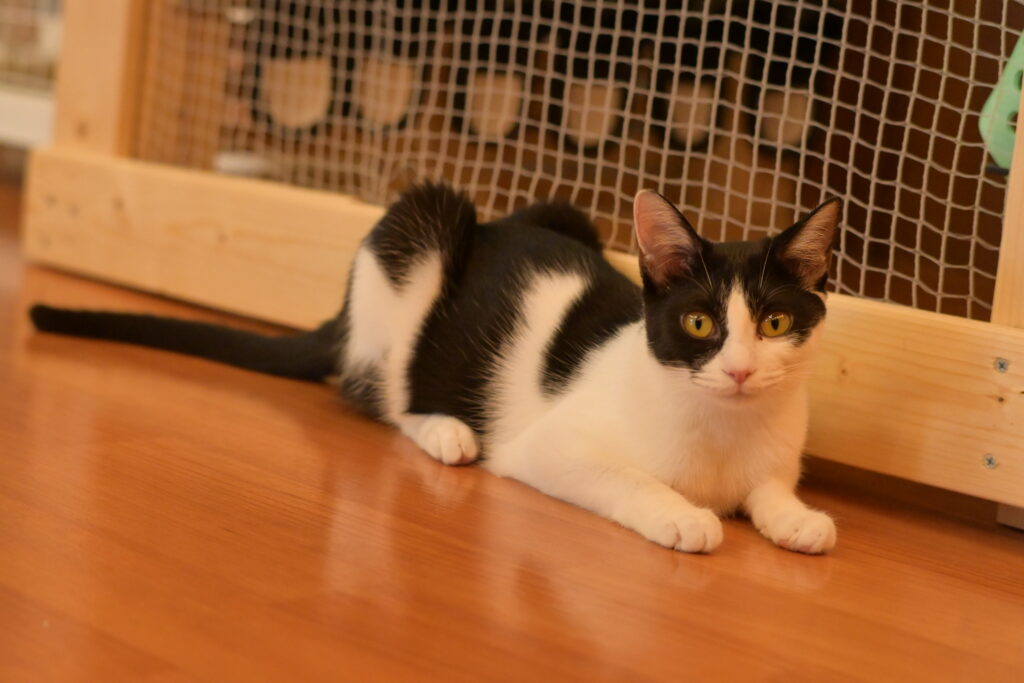 adoptions-sliderの2枚目