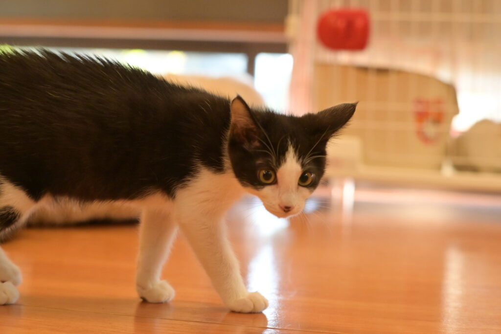 adoptions-sliderの4枚目