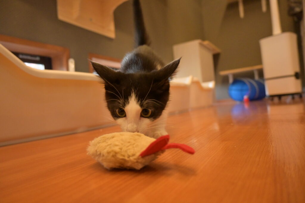 adoptions-sliderの5枚目