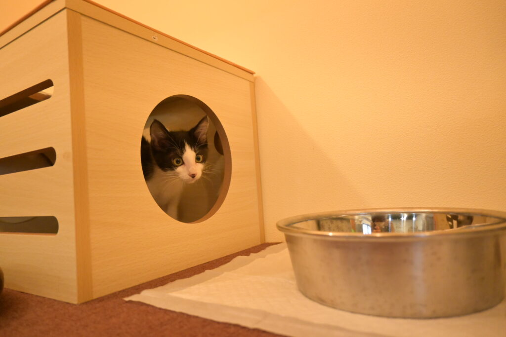 adoptions-sliderの7枚目