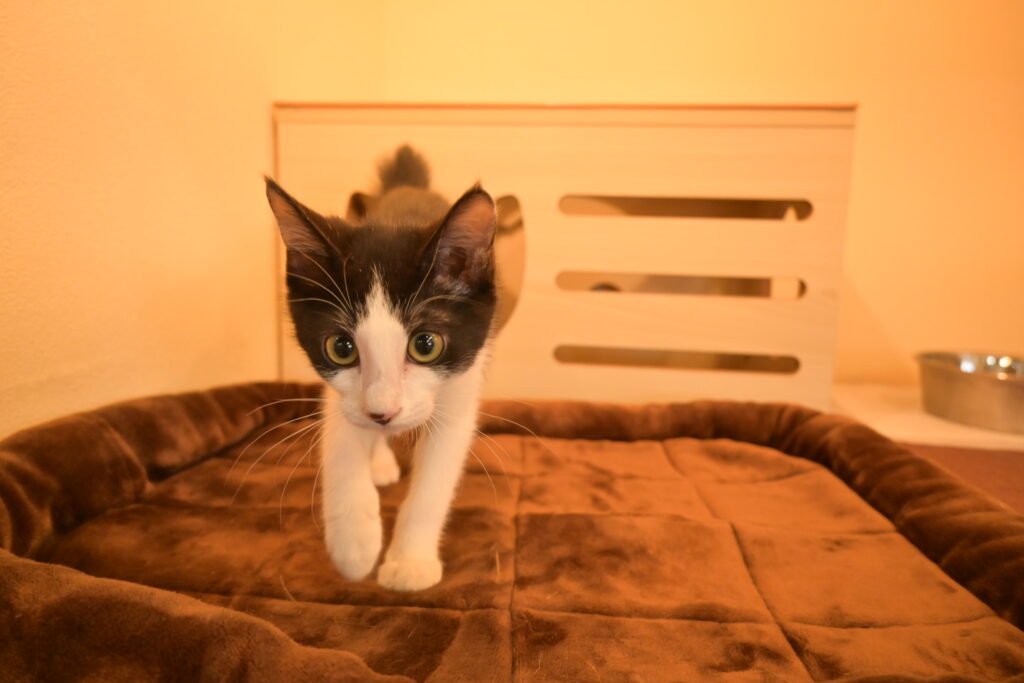 adoptions-sliderの9枚目