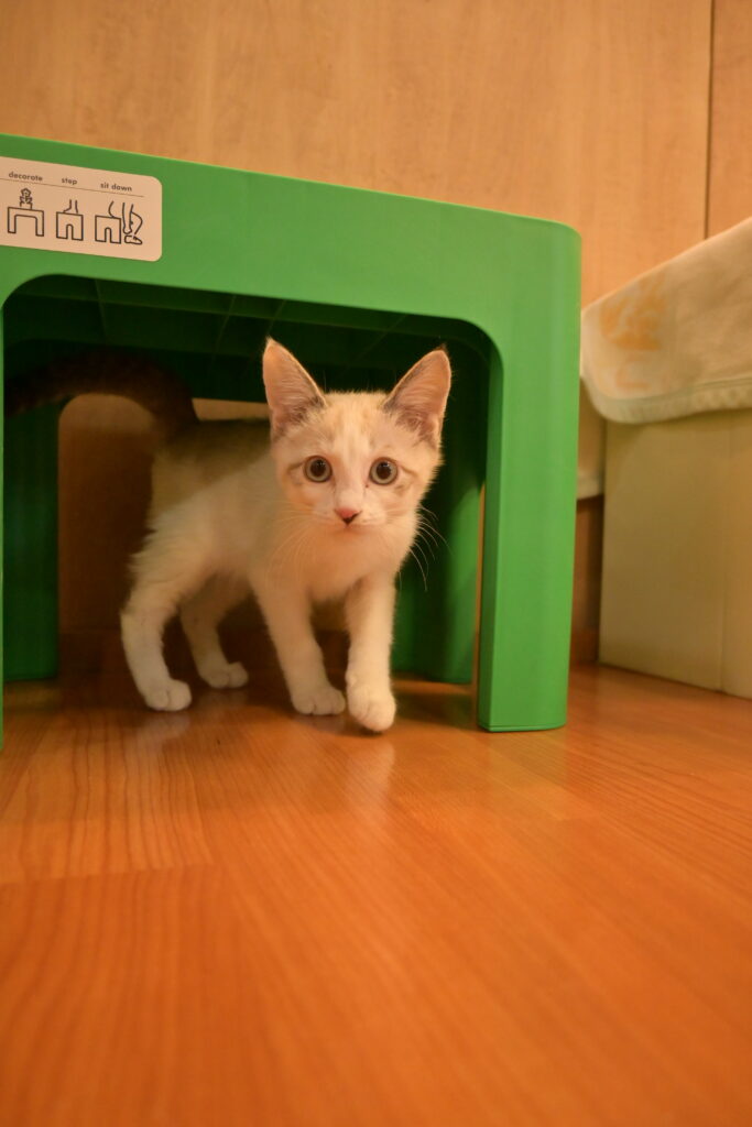 adoptions-sliderの7枚目