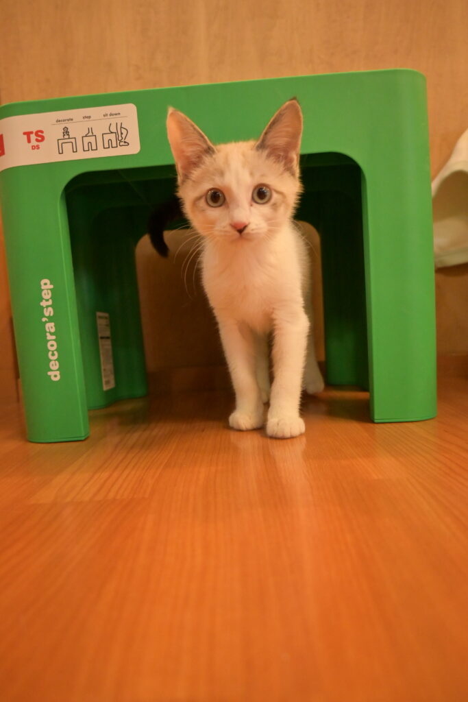 adoptions-sliderの8枚目