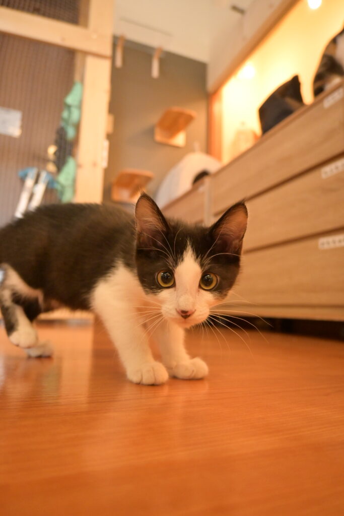 adoptions-sliderの3枚目