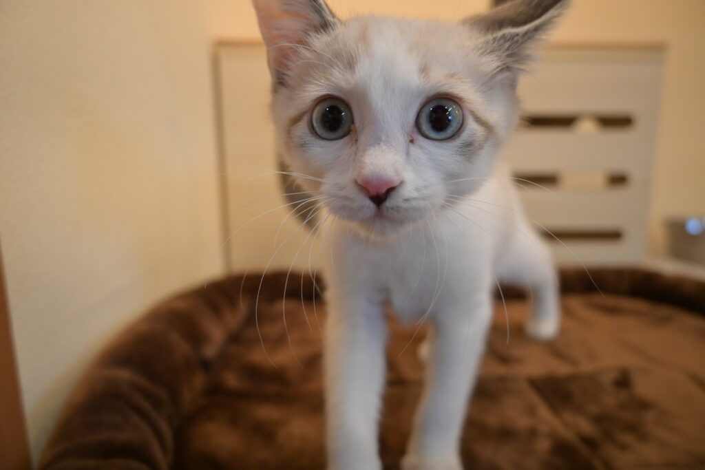 adoptions-sliderの2枚目