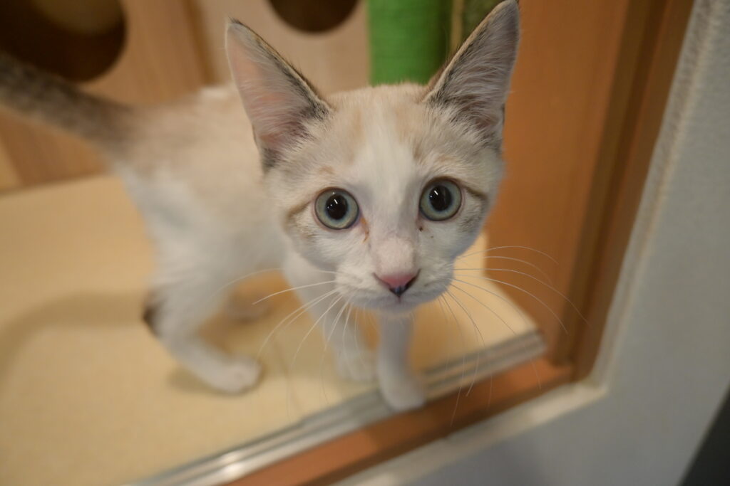 adoptions-sliderの4枚目