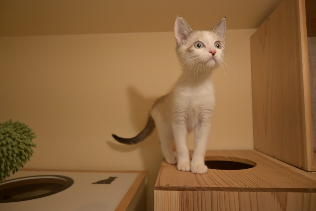 adoptions-sliderの5枚目