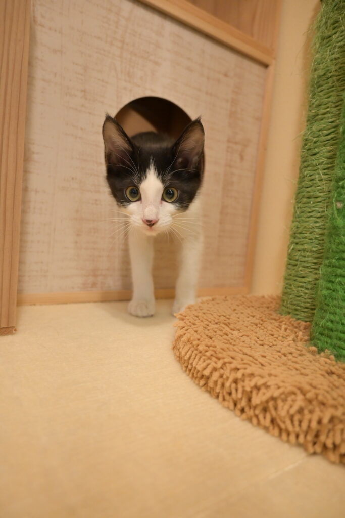 adoptions-sliderの2枚目