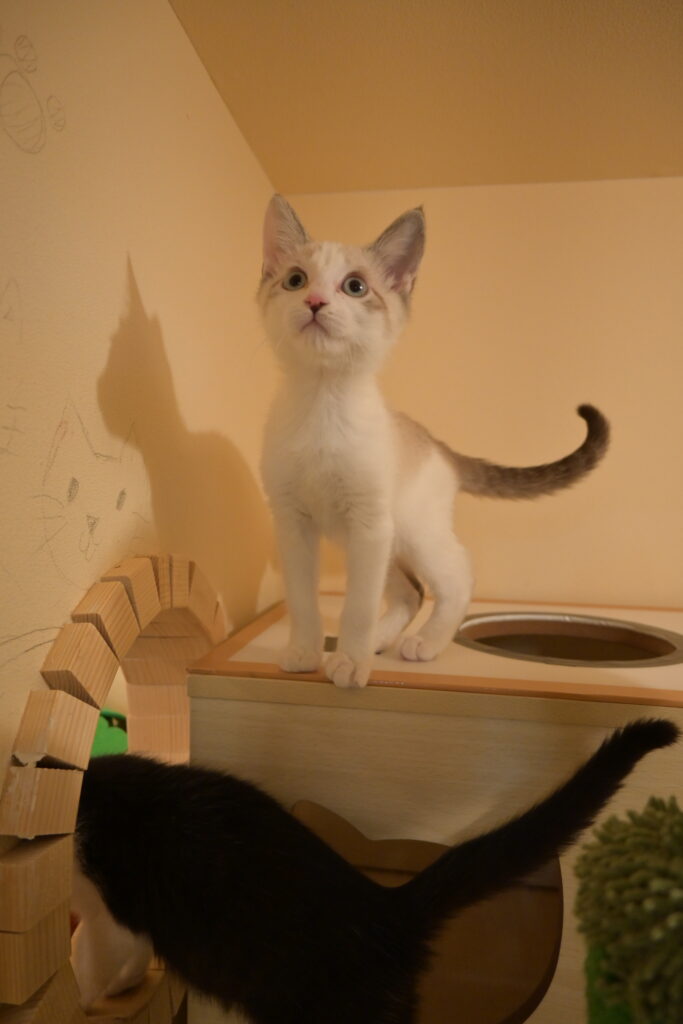 adoptions-sliderの10枚目