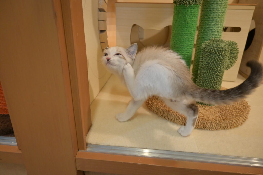 adoptions-sliderの6枚目