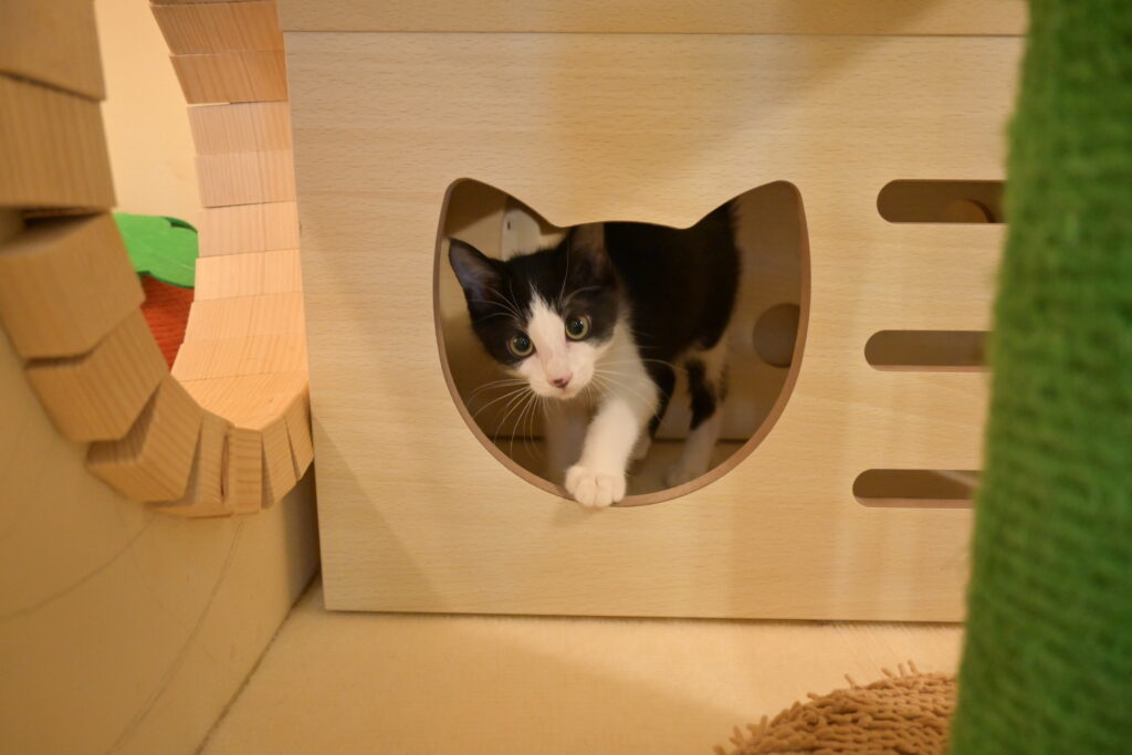 adoptions-sliderの8枚目