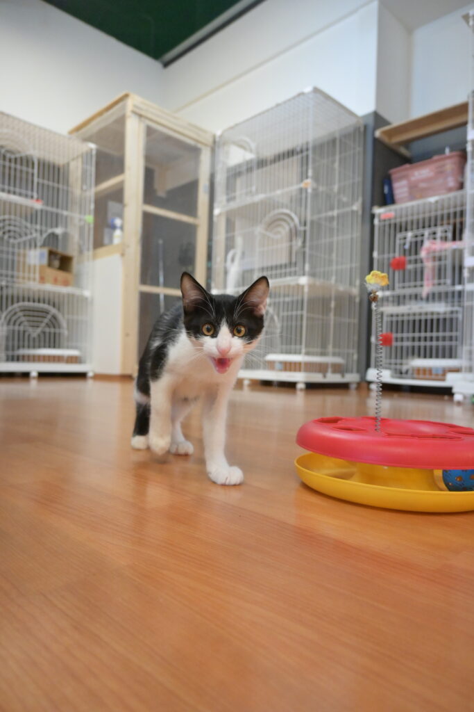 adoptions-sliderの2枚目