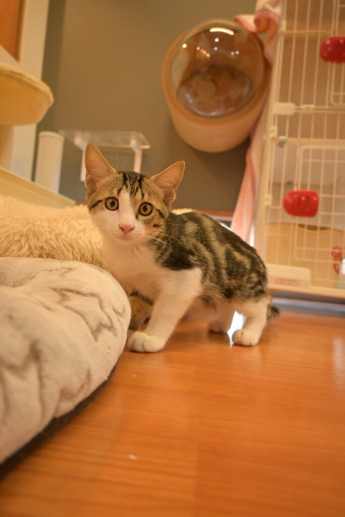 adoptions-sliderの2枚目