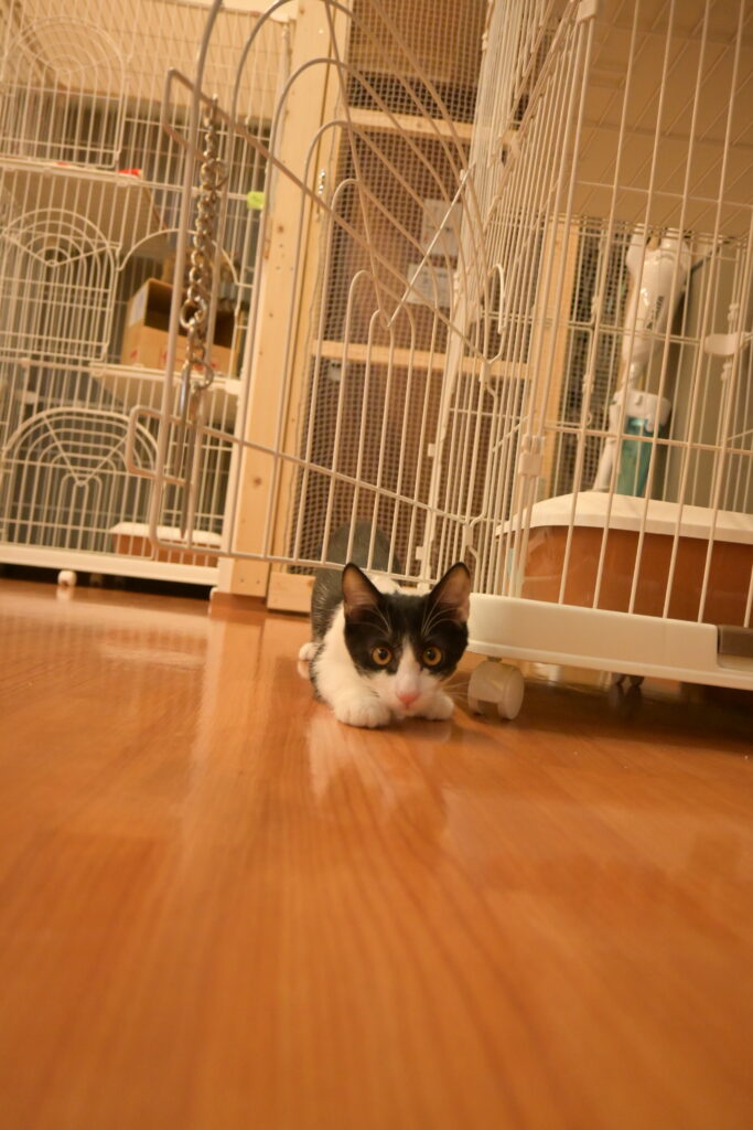 adoptions-sliderの3枚目