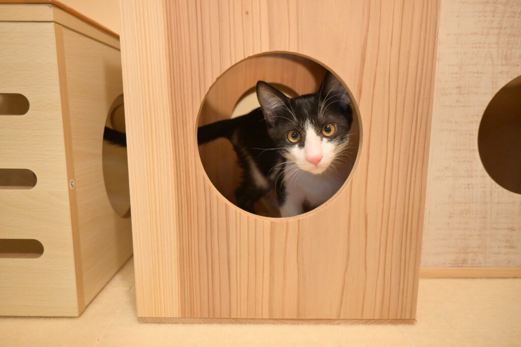 adoptions-sliderの4枚目