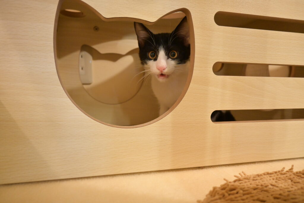 adoptions-sliderの6枚目