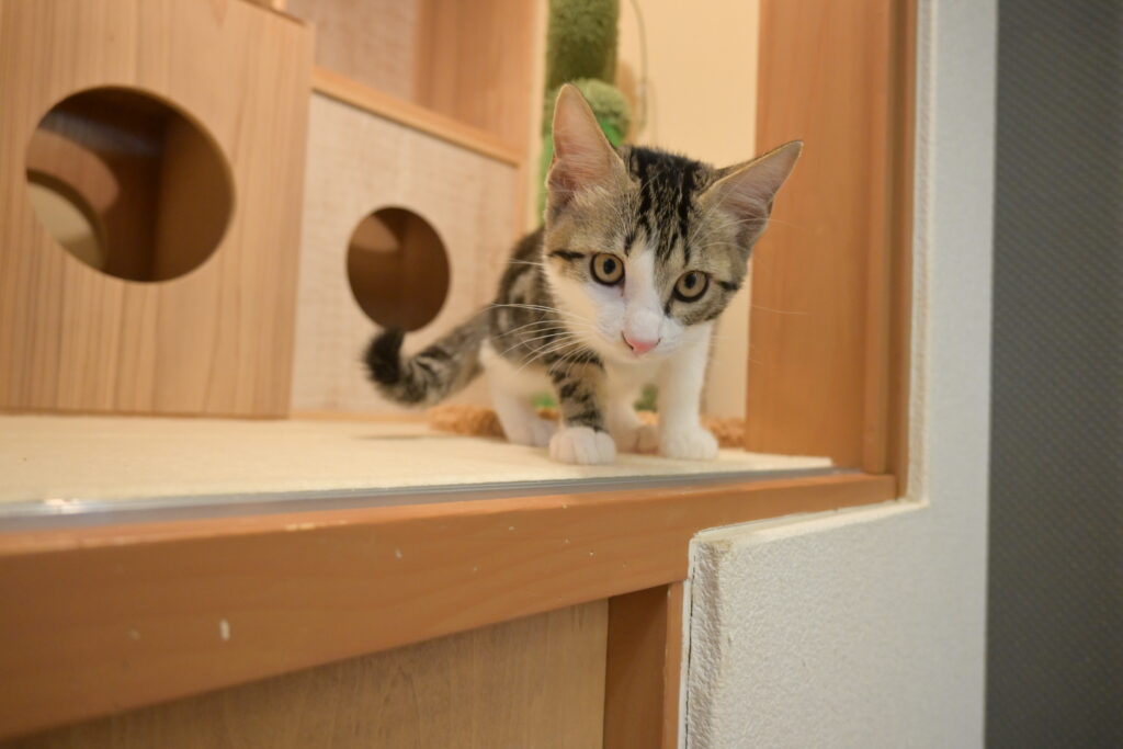 adoptions-sliderの3枚目