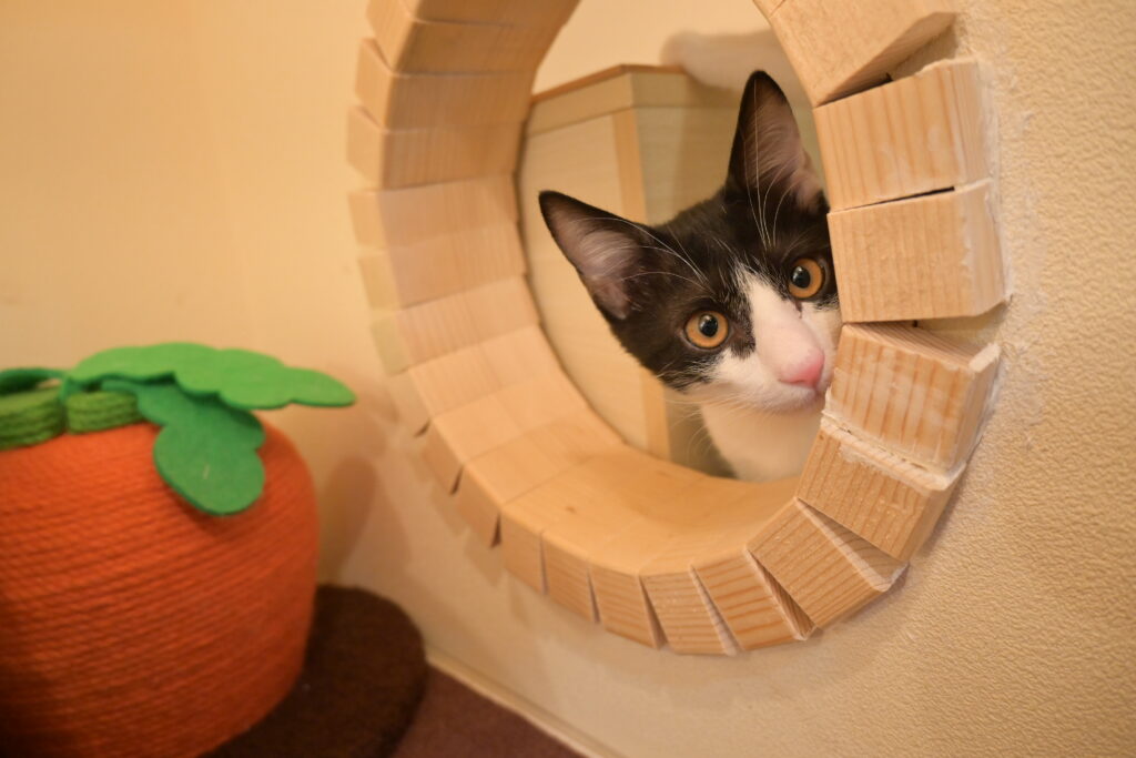 adoptions-sliderの9枚目