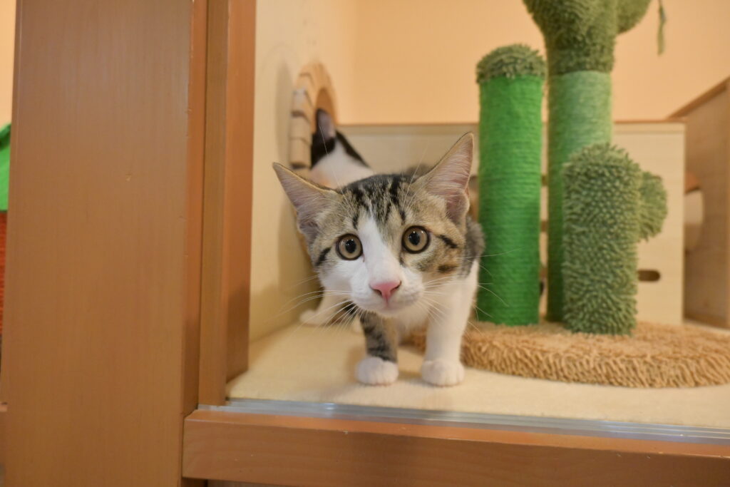 adoptions-sliderの5枚目